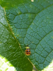 Diabrotica limitata