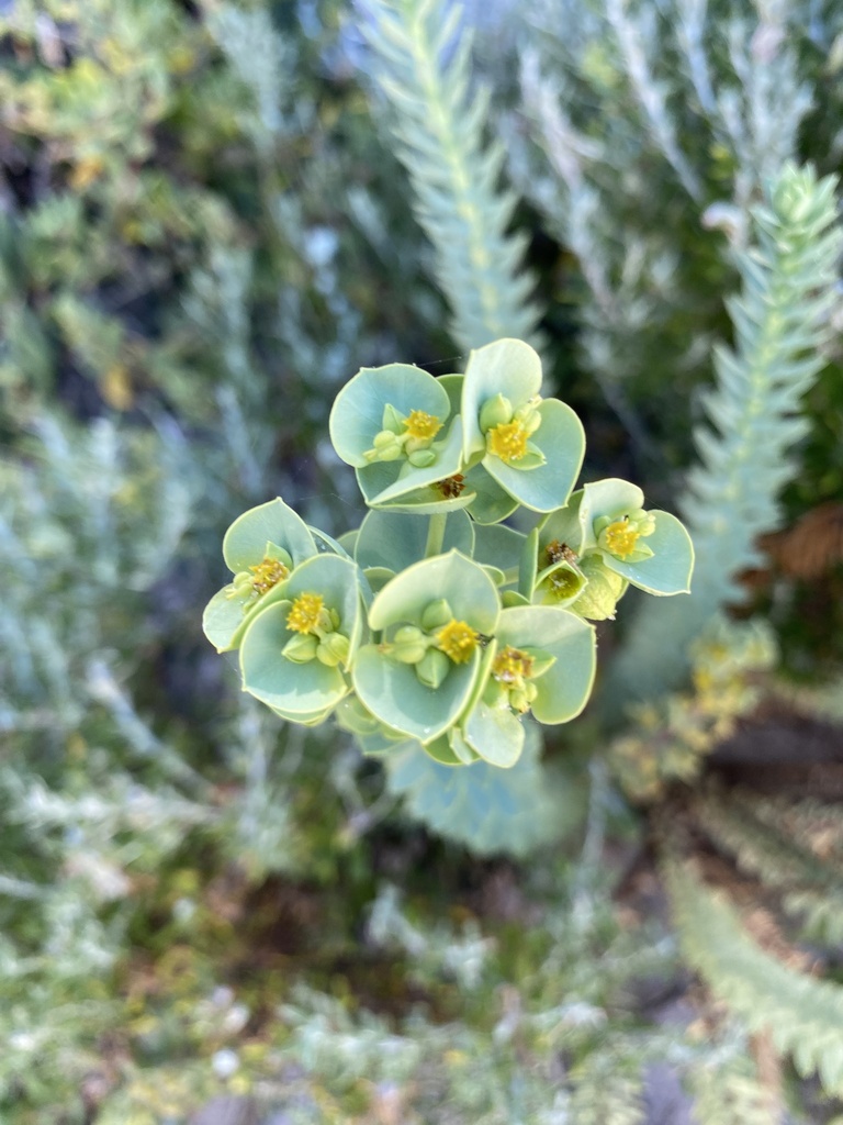 Sea Spurge from D'Entreacasteaux National Park, Yeagarup, WA, AU on ...