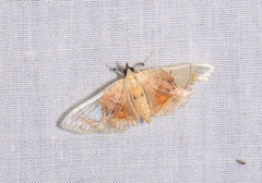 Noctuelia
