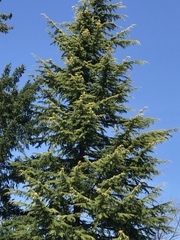 Pseudotsuga menziesii