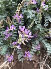 Astragalus nothoxys