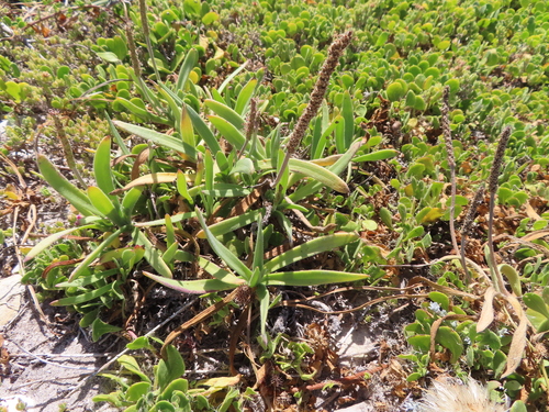 Image of Plantago carnosa by (c) linkie, some rights reserved (CC BY)