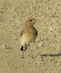 Pied Wheatear photo 2
