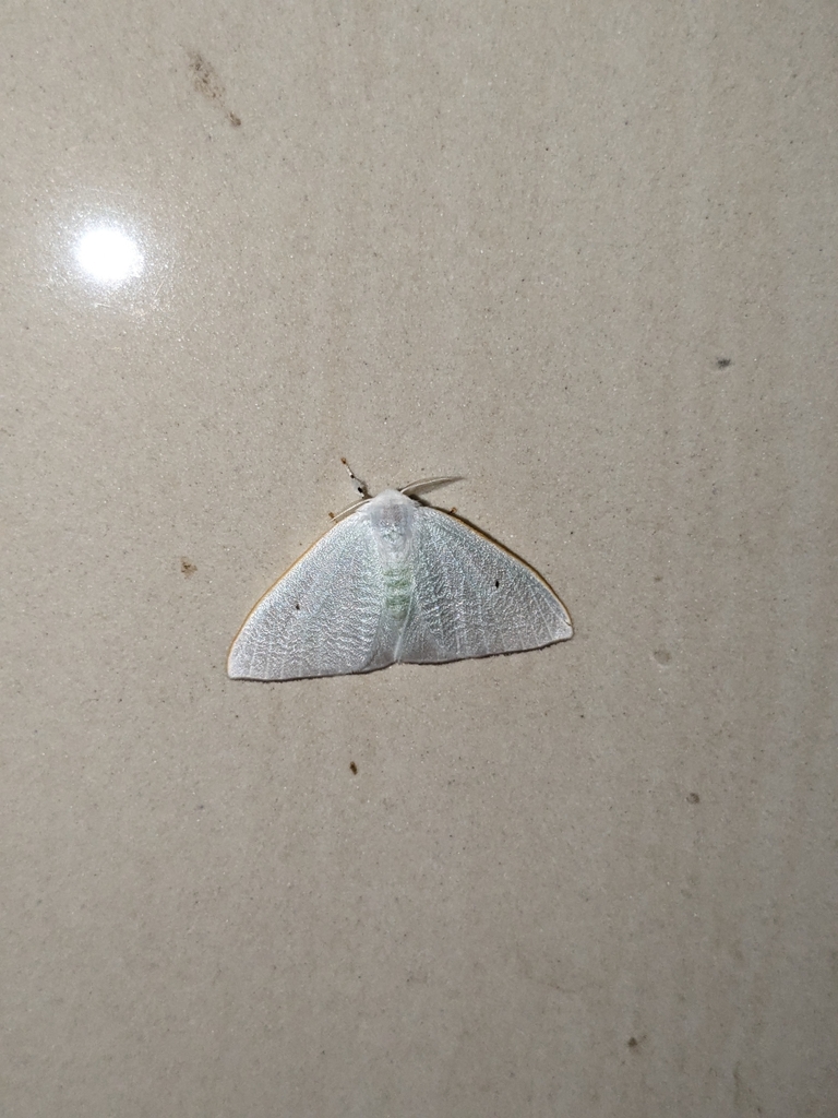 Butterflies and Moths from Miao on December 1, 2023 at 08:03 PM by ...