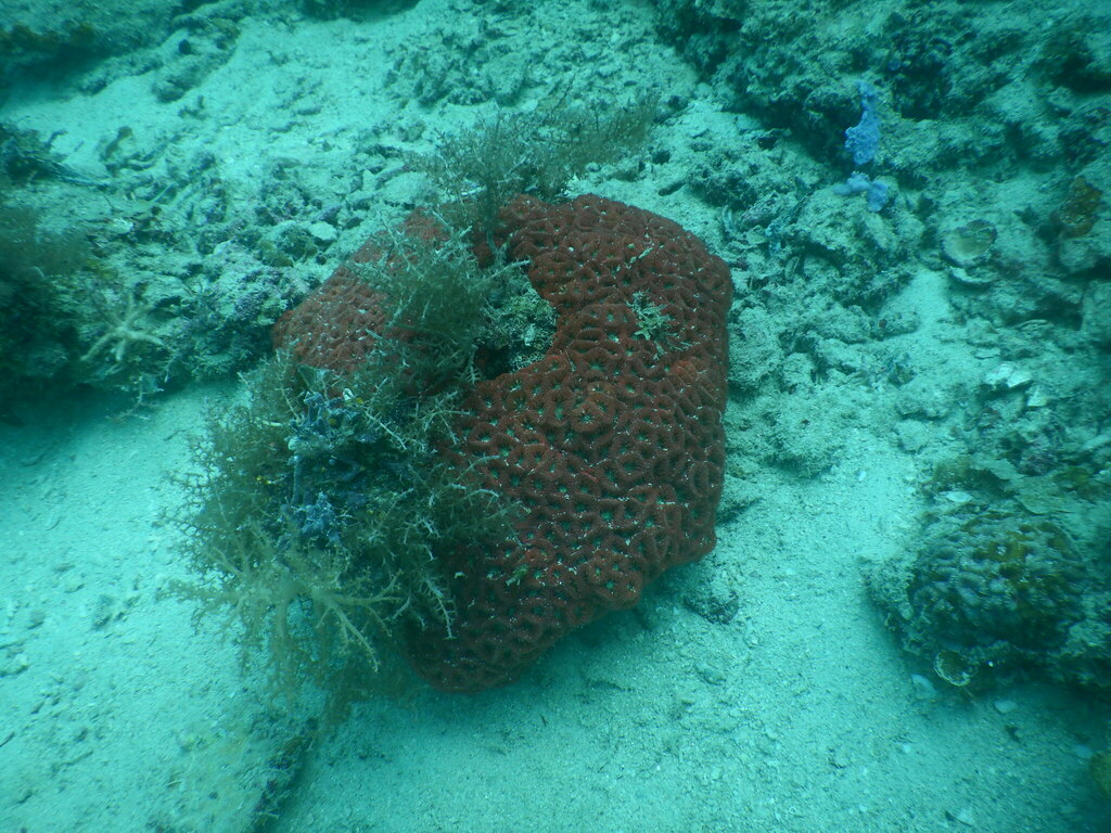 branched cup coral