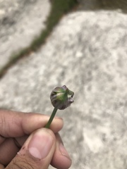 Trifolium repens