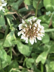 Trifolium repens