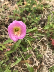 Oenothera speciosa