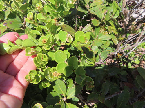 Image of Maytenus lucida by (c) linkie, some rights reserved (CC BY)