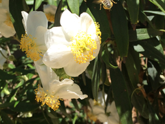 Carpenteria