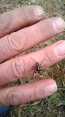 Alopecosa albofasciata