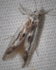 Blastodacna