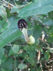 Aristolochia arcuata