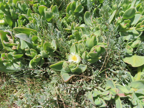 Image of Mesembryanthemum vanrensburgii by (c) linkie, some rights reserved (CC BY)