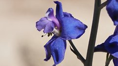 Delphinium parishii subglobosum