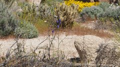 Delphinium parishii subglobosum