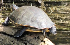 Trachemys venusta venusta