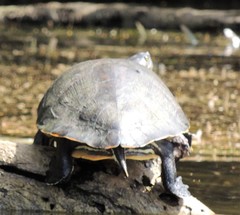 Trachemys venusta venusta
