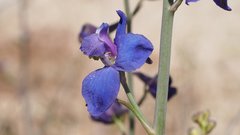 Delphinium parishii subglobosum