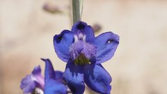 Delphinium parishii subglobosum