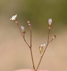 Gilia clokeyi