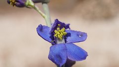 Delphinium parishii subglobosum