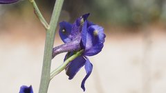 Delphinium parishii subglobosum