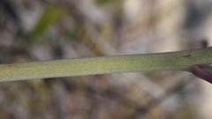 Delphinium parishii subglobosum