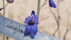 Delphinium parishii subglobosum
