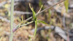 Delphinium parishii subglobosum
