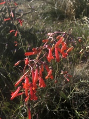 Penstemon subulatus