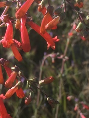 Penstemon subulatus