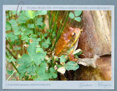 Gastrotheca cuencana