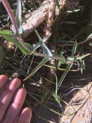 Penstemon subulatus