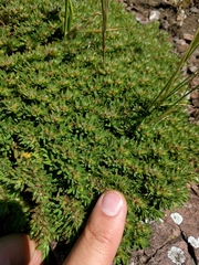 Paronychia franciscana