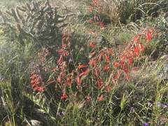 Penstemon subulatus