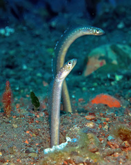 Barnes' Garden Eel photo 3