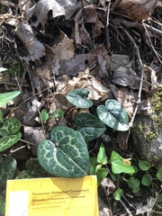 Hexastylis shuttleworthii