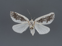Eucaterva variaria
