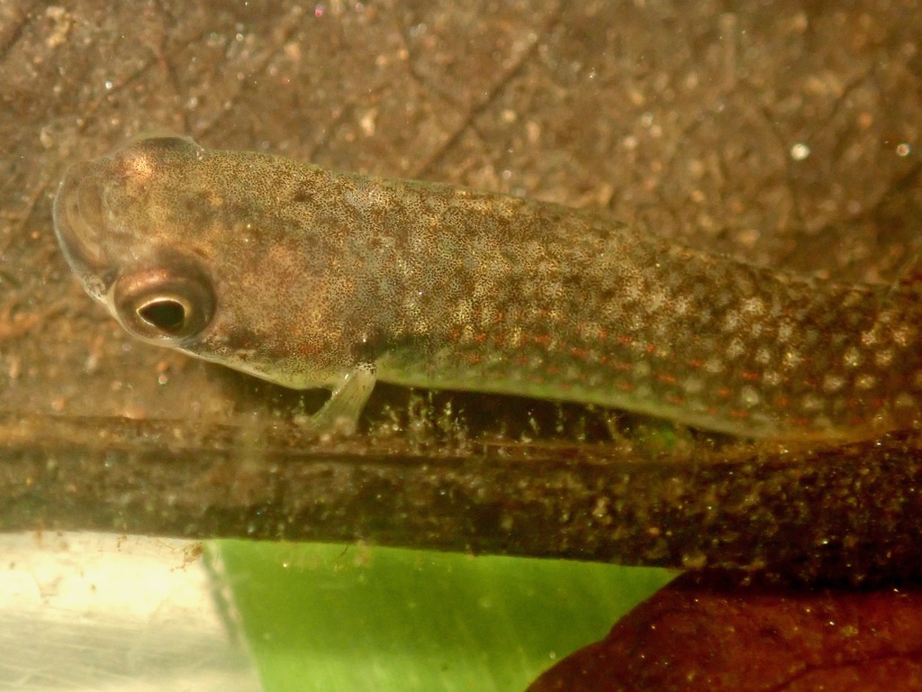 Rivulus d'Agila (Laimosemion agilae)