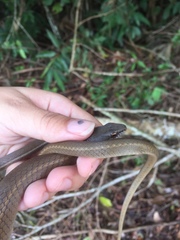 Mastigodryas boddaerti