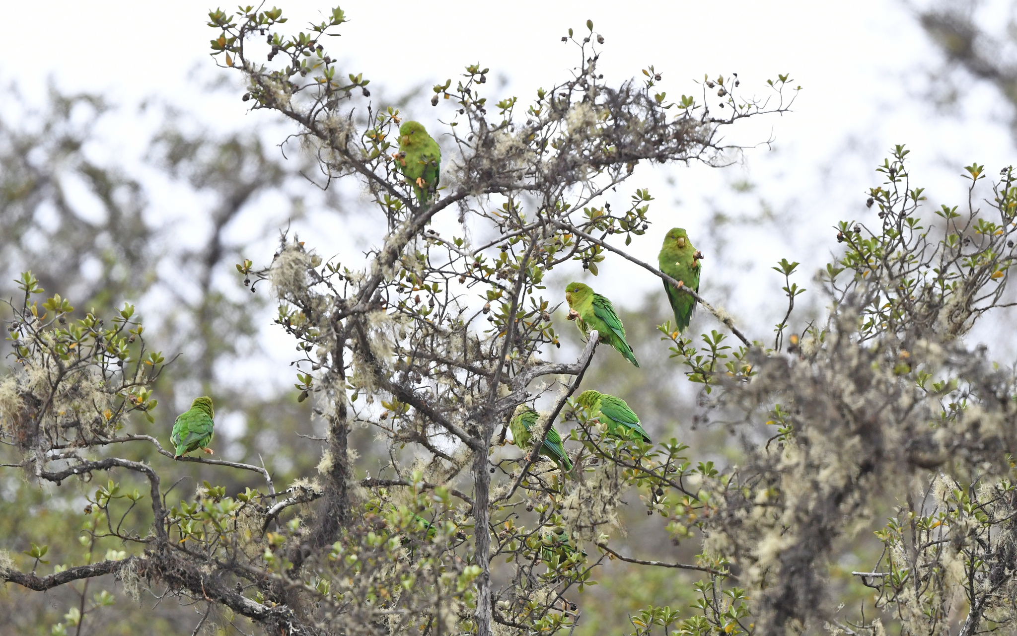 Andean Parakeet (Bolborhynchus orbygnesius), photo 8