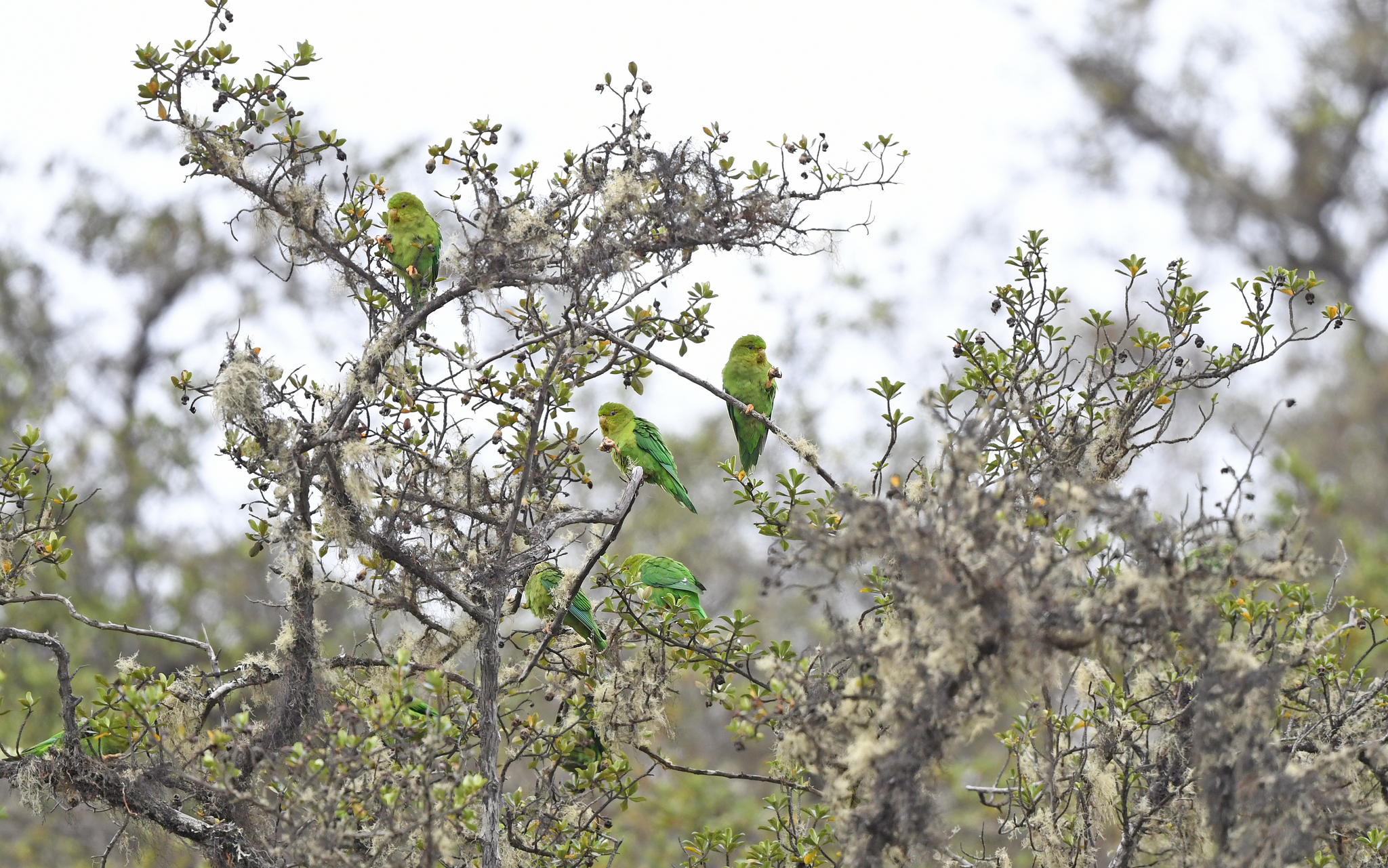 Andean Parakeet (Bolborhynchus orbygnesius), photo 6