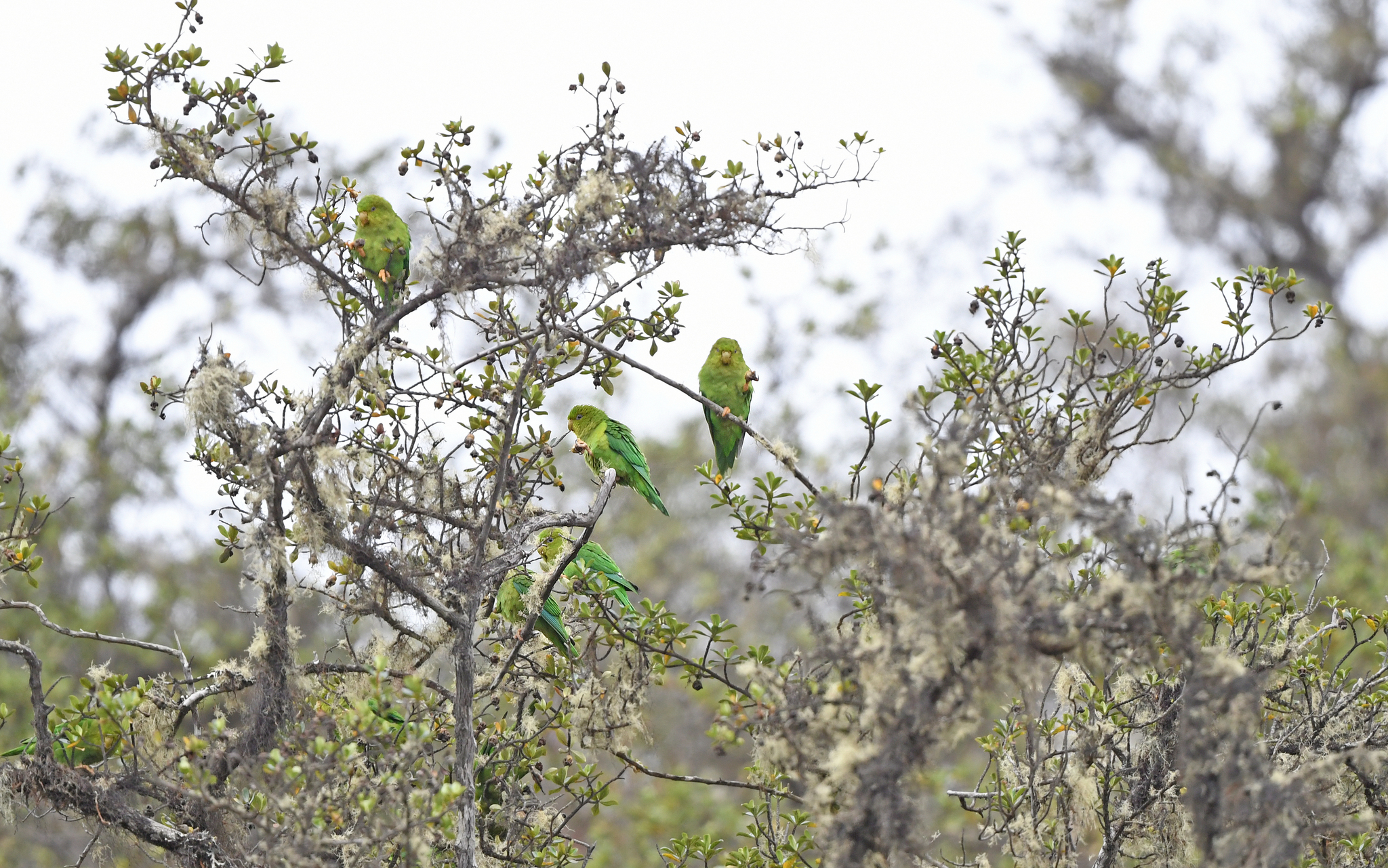 Andean Parakeet (Bolborhynchus orbygnesius), photo 7