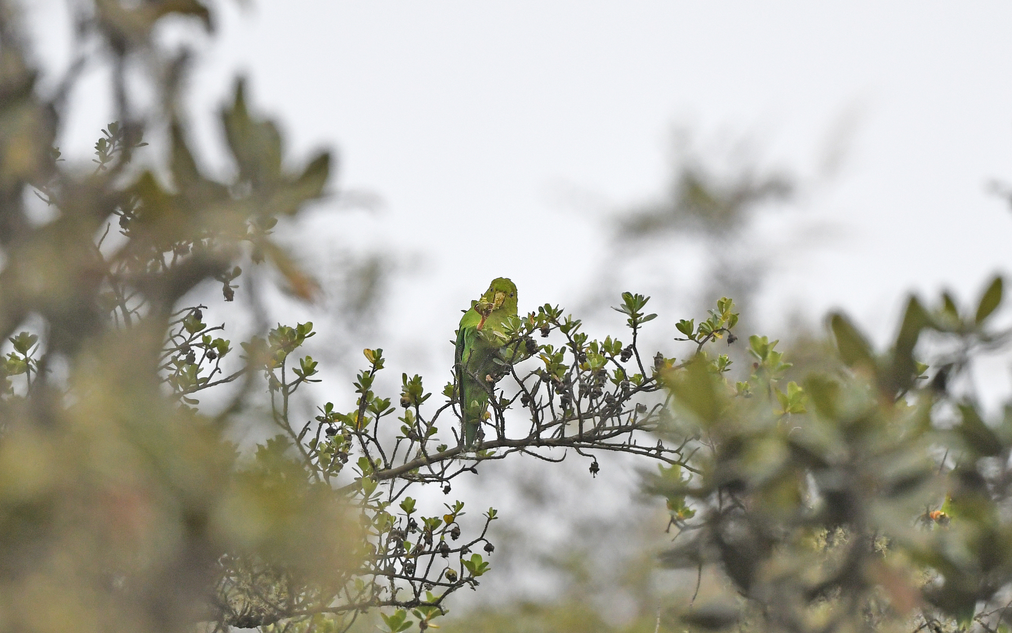 Andean Parakeet (Bolborhynchus orbygnesius), photo 10