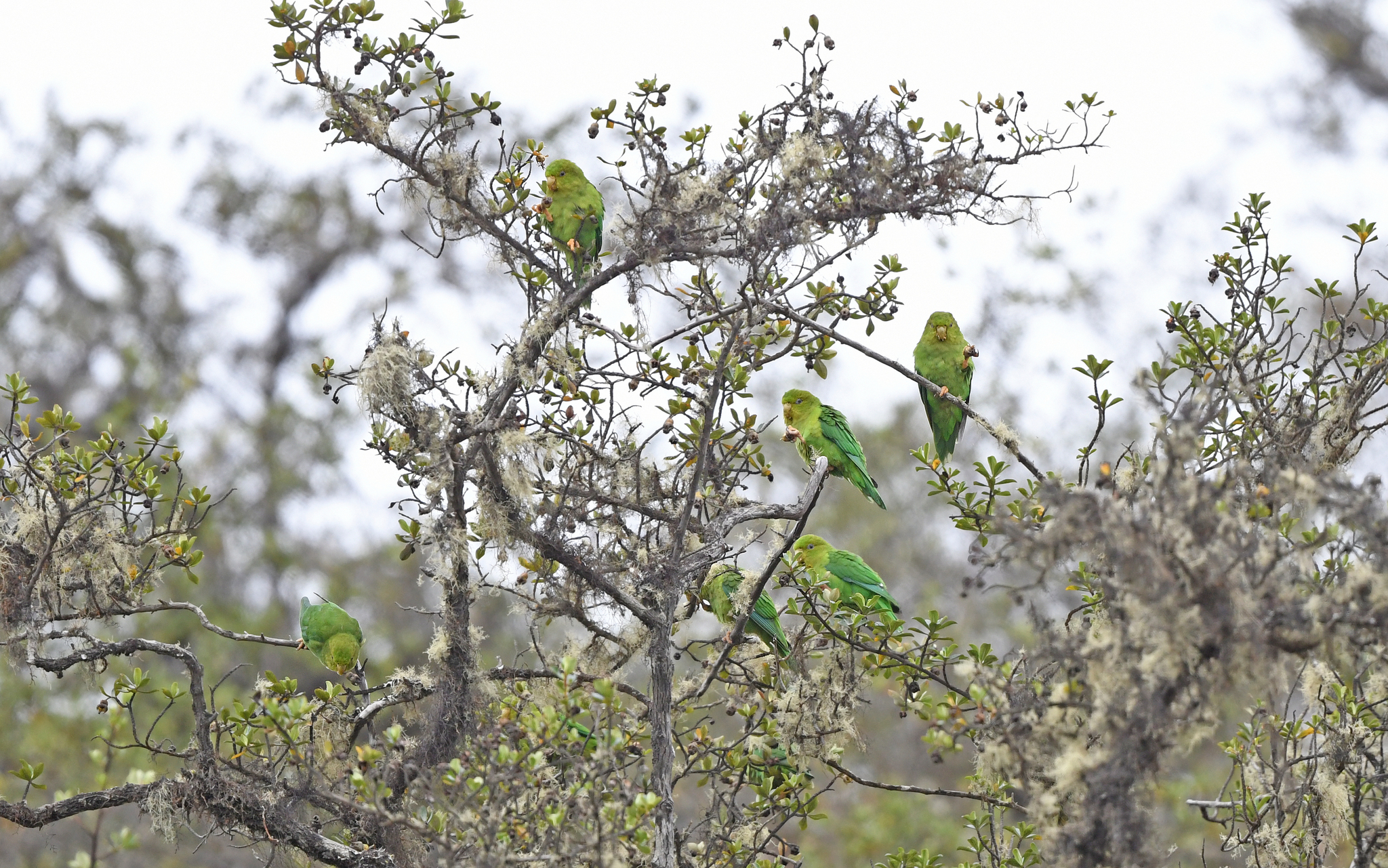 Andean Parakeet (Bolborhynchus orbygnesius), photo 9