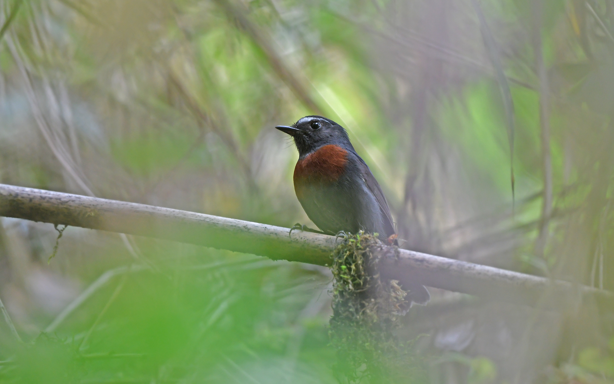 Maroon-belted Chat-Tyrant (Ochthoeca thoracica), photo 2