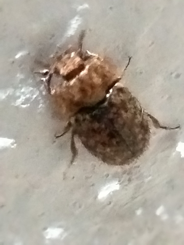 Trichoton villosum
