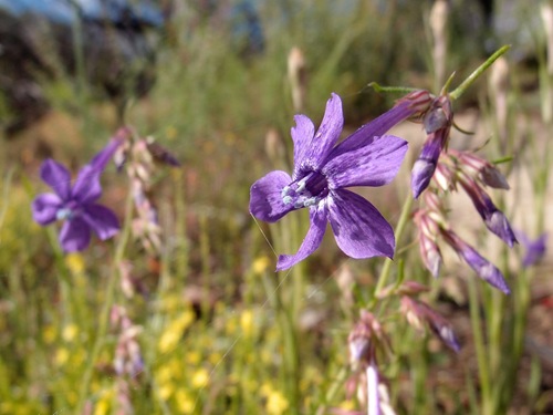 Image of Ipomopsis thurberi by (c) Sue Carnahan, some rights reserved (CC BY)