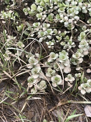 Sedum ternatum